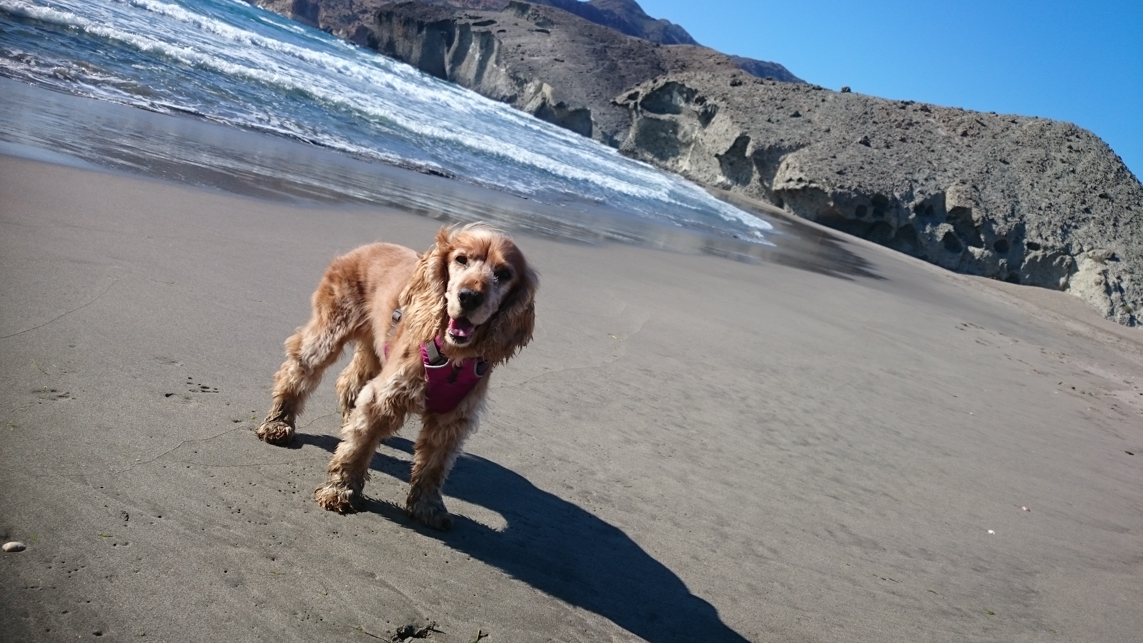 Daisy having great fun on Monsul Beach in Spain