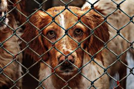 Brittany Spaniels in Rescue
