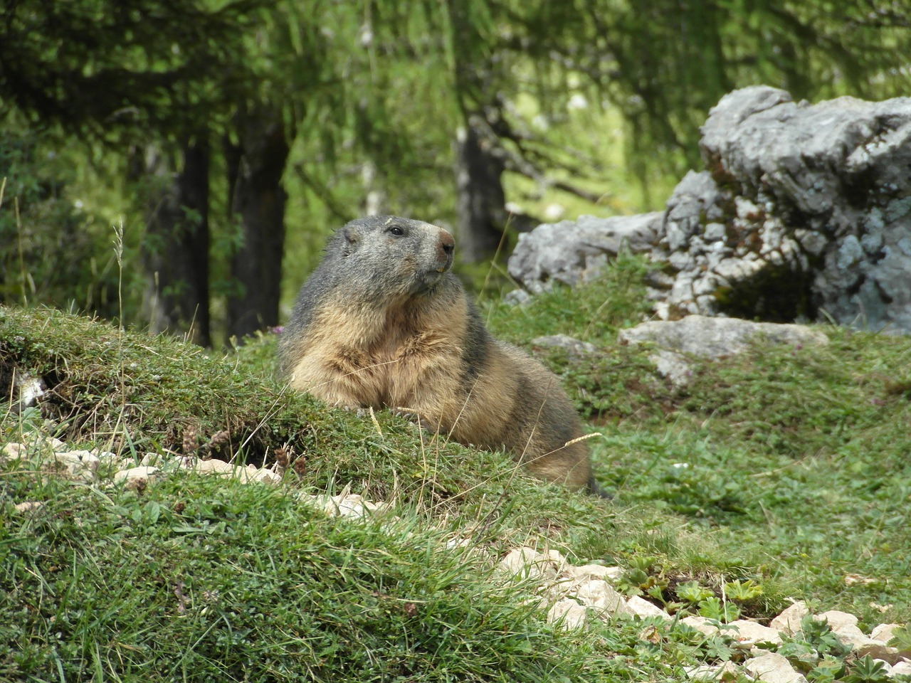 Be quiet and respectful and you may spot an alpine animal like a Marmot 