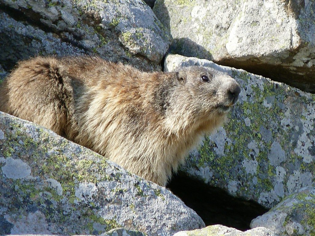 The Alpine Marmot is one of the most popular Alpine Animals