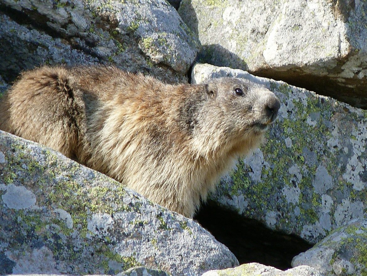 Alpine Animals in Alps: The Chamois, Alpine Ibex, European Brown Bear