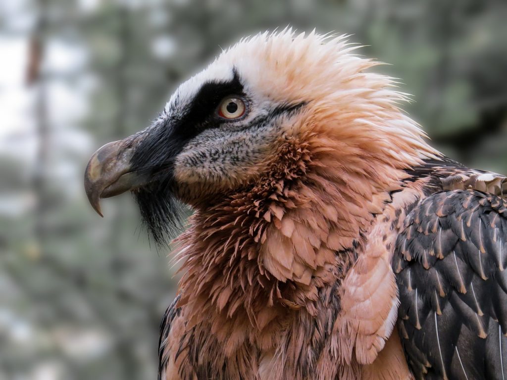 The Bearded Vulture can be recognised by its huge wingspan - up to 2 meters long!