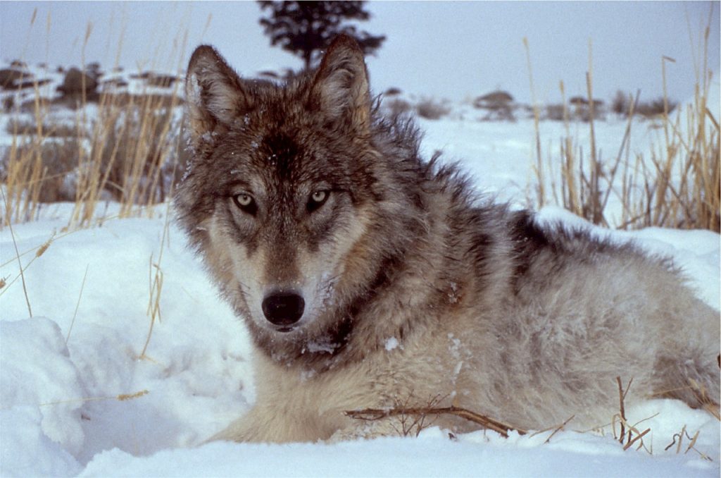Gray Wolf sightings are extremely rare, often only possible with the help of an expert guide