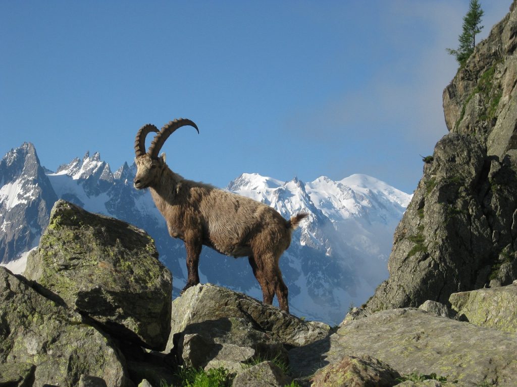 The Ibex is usually found on higher ground and is famous for its large, ridged horns