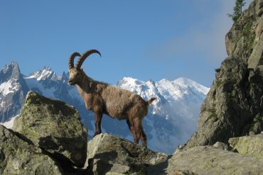 The Alpine Ibex in the Mont Blanc Massif