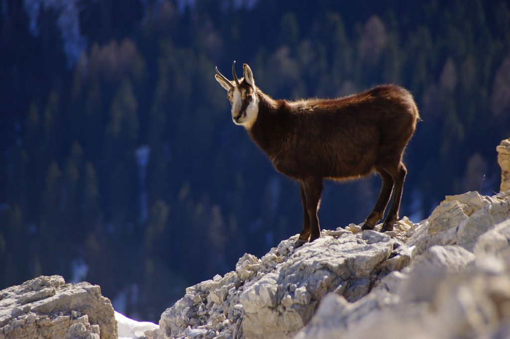 The Chamois is easy to identify with its brown stripe along the back and white markings on the face
